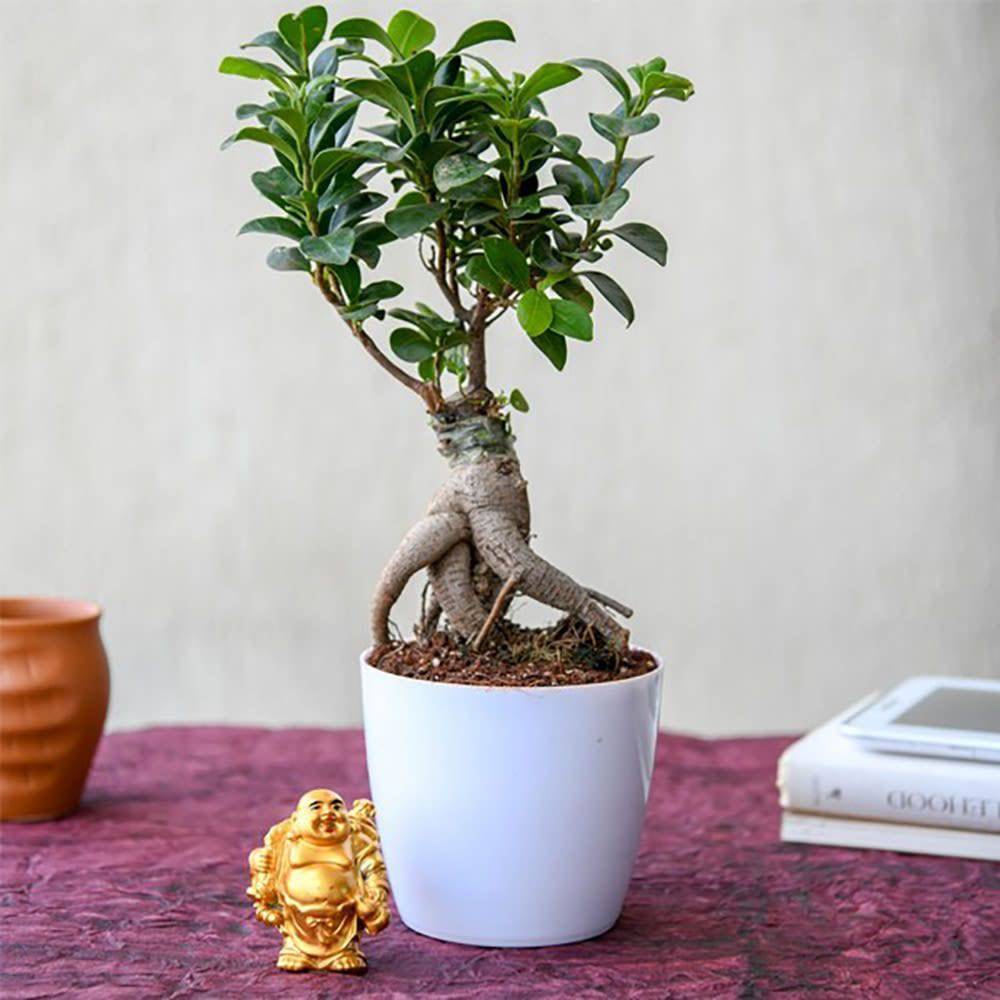 Luck With Ficus Bonsai And Laughing Buddha - YuvaFlowers
