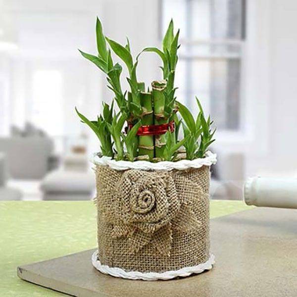 Lucky Bamboo Plant - YuvaFlowers