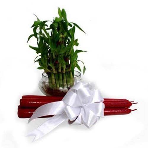 Lucky Bamboo With Candles - YuvaFlowers