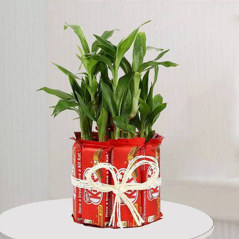 Lucky Bamboo with Kit Kat Chocolates - YuvaFlowers