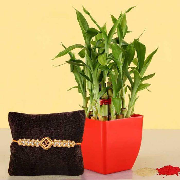 Lucky Bamboo With Single Rakhi - YuvaFlowers