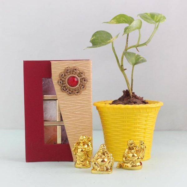 Lucky & Delightful Money Plant Gift Hamper - YuvaFlowers