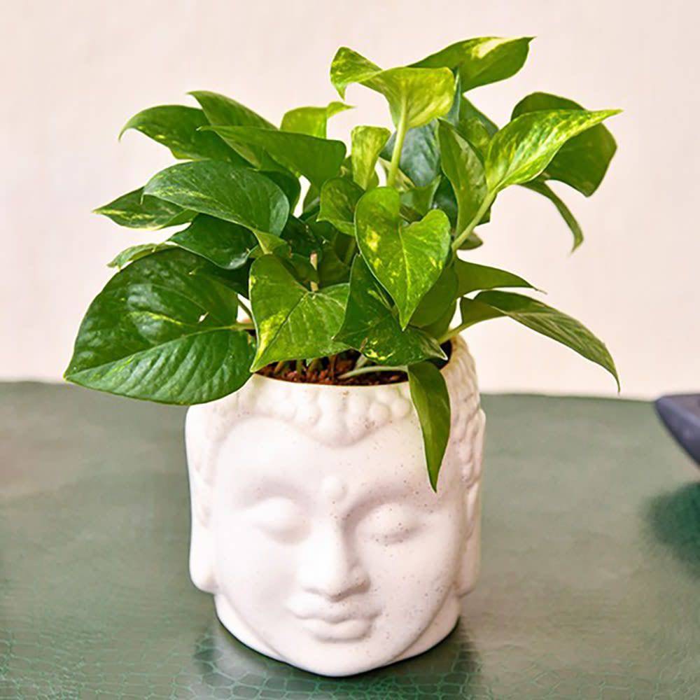 Magnificent Money Plant And Ceramic Pot - YuvaFlowers