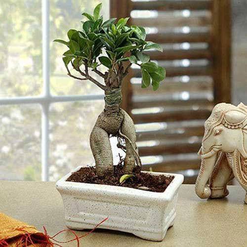 Marvellous Bonsai Plant - YuvaFlowers