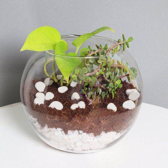 Money Plant And Jade Terrarium - YuvaFlowers