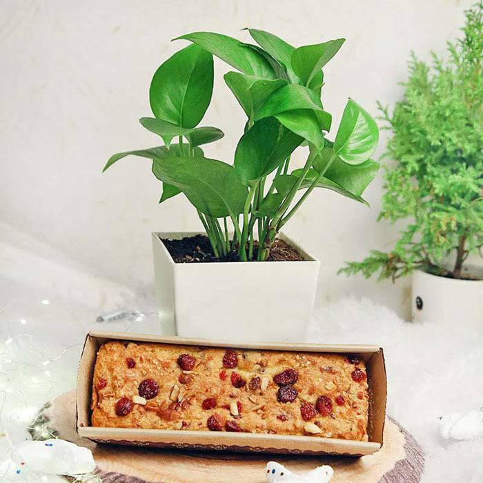 Money Plant N Dry Cake - YuvaFlowers