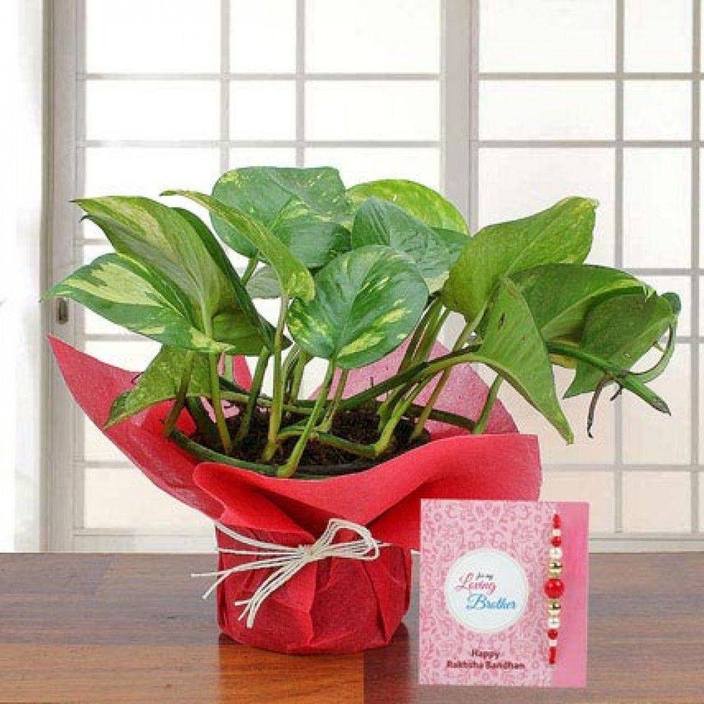 Money Plant N Rakhi - YuvaFlowers