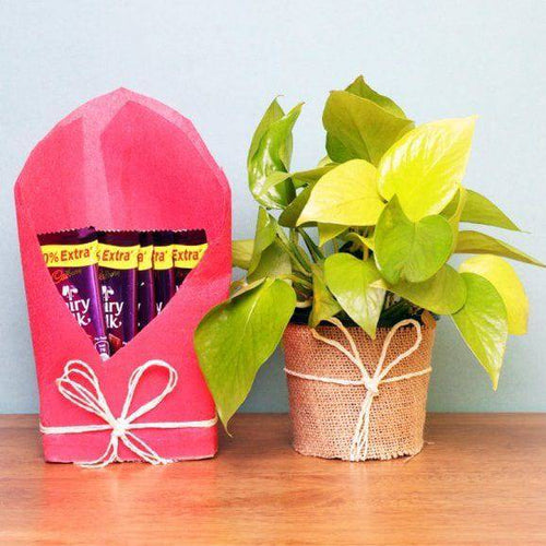 Natural Money Climber Online Gift Delivery