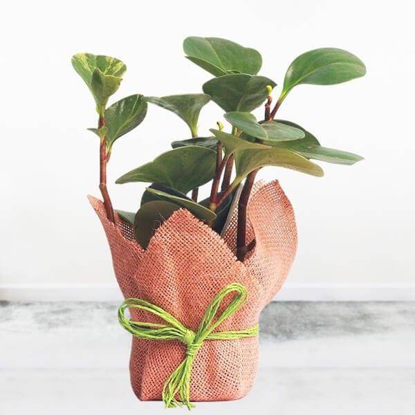 Peperomia Plant - YuvaFlowers