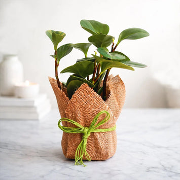 Plants online delivery