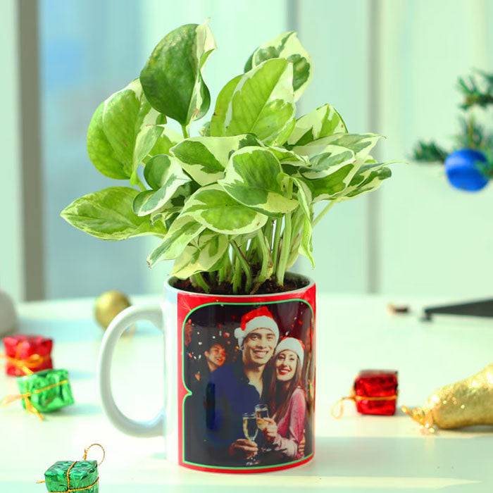 Personalised Xmas Pothos - YuvaFlowers