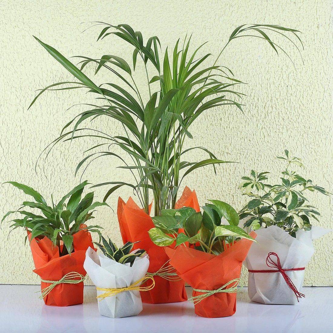 Set Of 5 Exotic Green Plants - YuvaFlowers