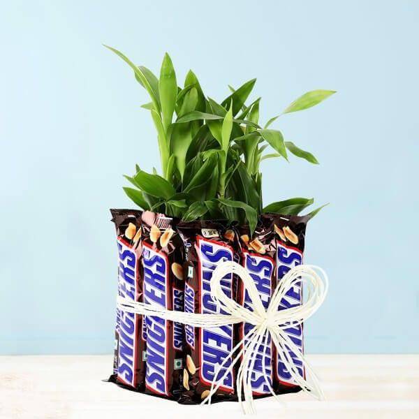 Snickers With Two Layer Lucky Bamboo - YuvaFlowers
