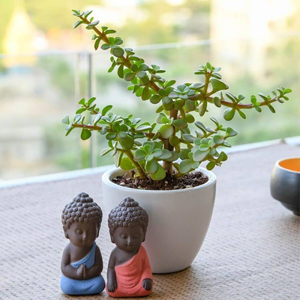 Spread Luck And Happiness With Jade Plant And Buddha - YuvaFlowers
