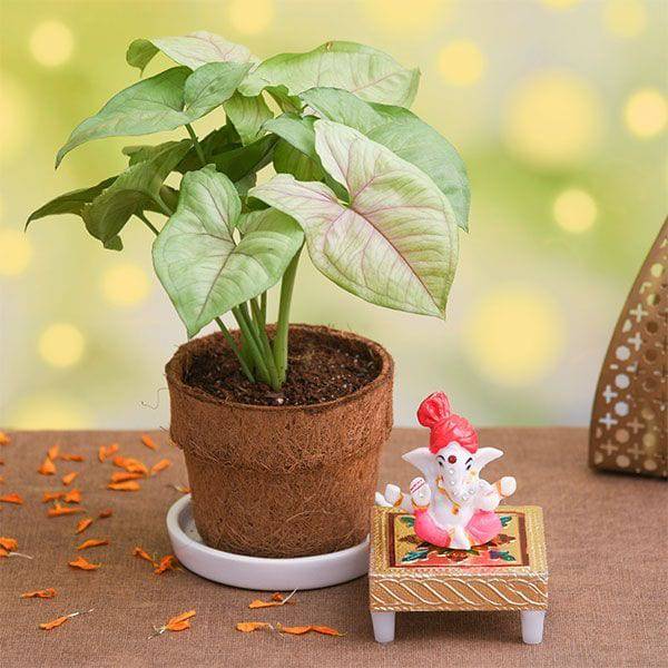 Syngonium Plant in Coir Pot with Lord Ganesha Idol - YuvaFlowers