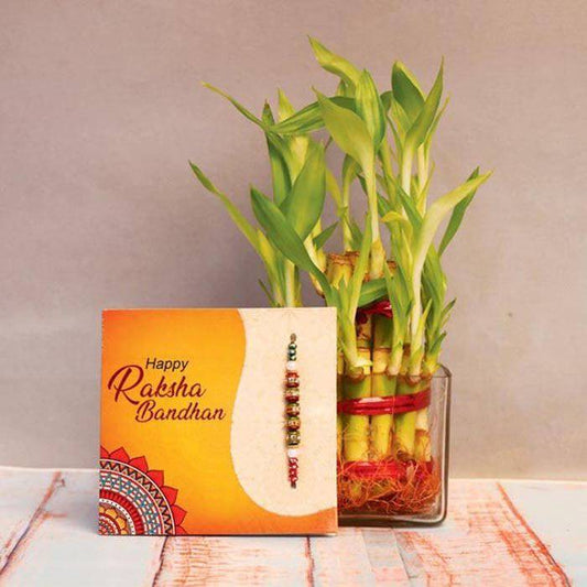 Two layer bamboo with Rakhi Combo - YuvaFlowers