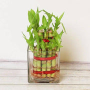 Two Layer Good Luck Bamboo Plant - YuvaFlowers