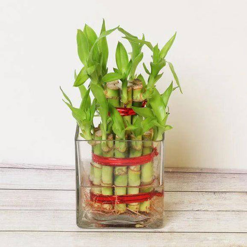 Two Layer Good Luck Bamboo Plant Online Gift Delivery